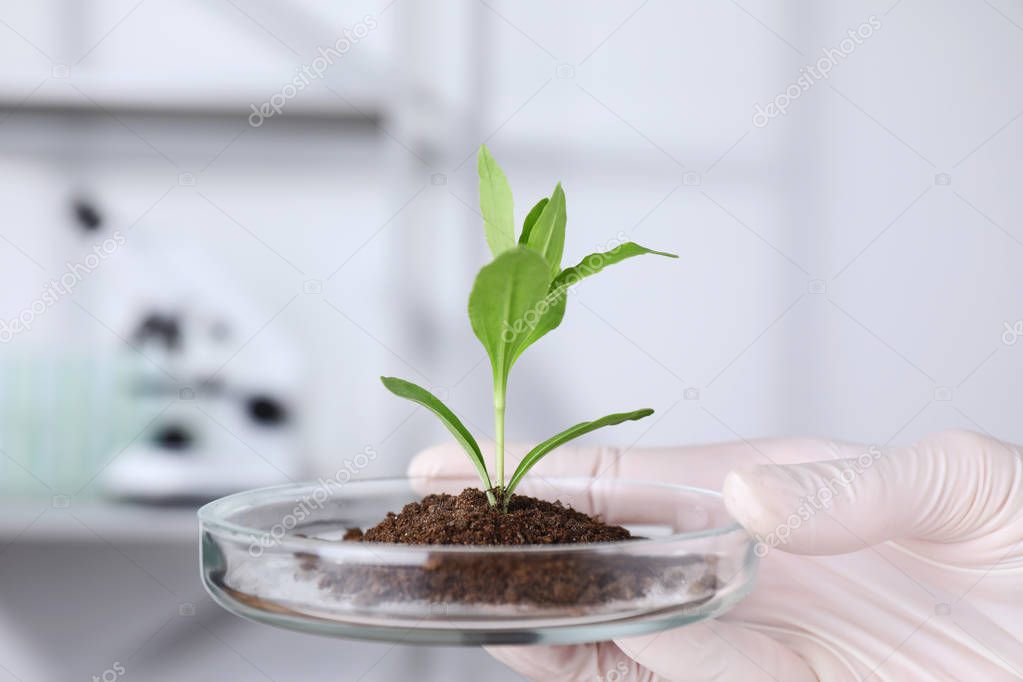 Scientist holding Petri dish with green plant in laboratory, closeup. Biological chemistry