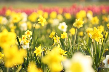 Güneşli bir gün taze güzel Narcissus çiçekler ile alan