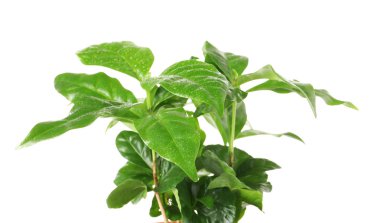 Beyaz arka planda taze kahve yeşili yaprakları