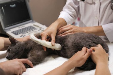 Veteriner kliniğinde ultrason taraması yapan gri kedi, çekim