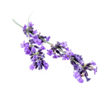 Beyaz arka planda güzel ihale lavanta çiçekleri