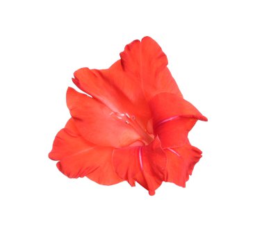 Beyaz arka planda güzel kırmızı gladiolus çiçeği