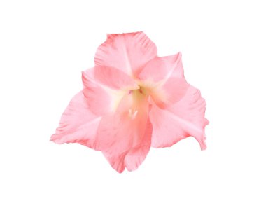 Beyaz arka planda güzel pembe gladiolus çiçeği