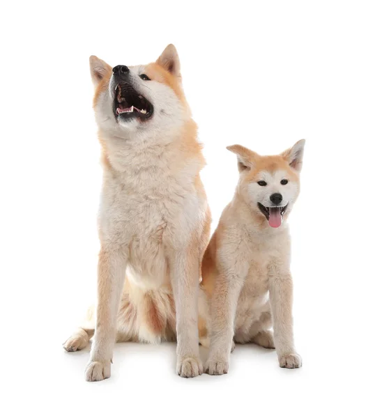 Adorable Akita Inu dog and puppy isolated on white — Stock Photo, Image