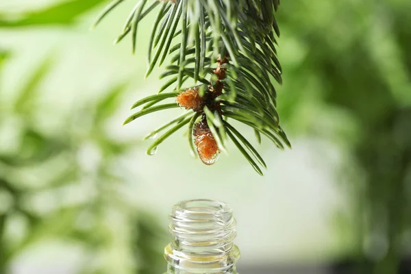 Essential oil dripping from fir branch into glass bottle on blurred background, closeup