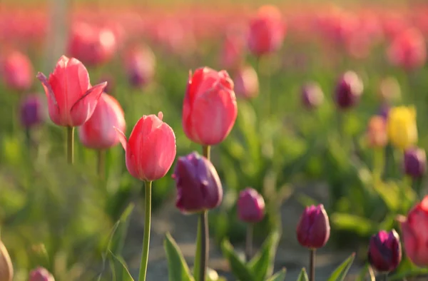 Champ avec de belles tulipes fraîches. Fleurs en fleurs — Photo