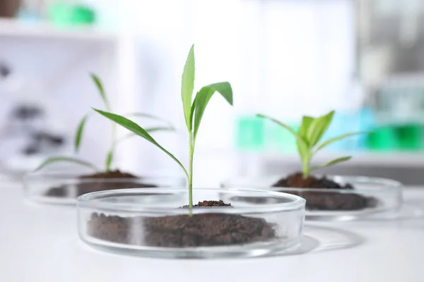 Groene planten met grond in Petri schalen op tafel in het laboratorium. Biologische chemie — Stockfoto