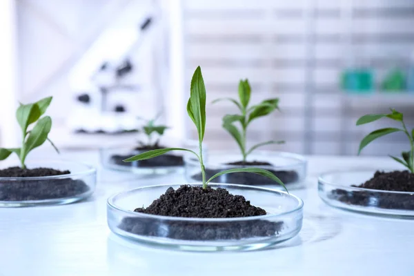 Green plants with soil in Petri dishes on table in laboratory. Biological chemistry — Stock Photo, Image