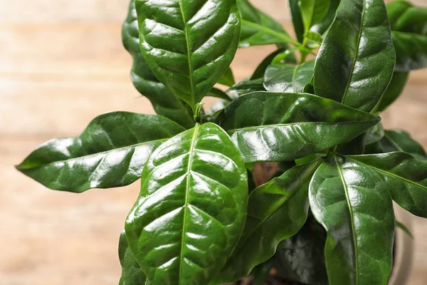 Verse koffie groene bladeren op onscherpe achtergrond, close-up — Stockfoto