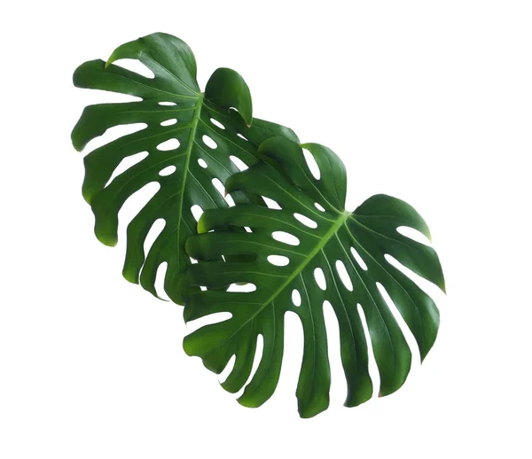 Πράσινο νωπό τέρας φύλλα σε λευκό φόντο. Τροπικό φυτό — Φωτογραφία Αρχείου