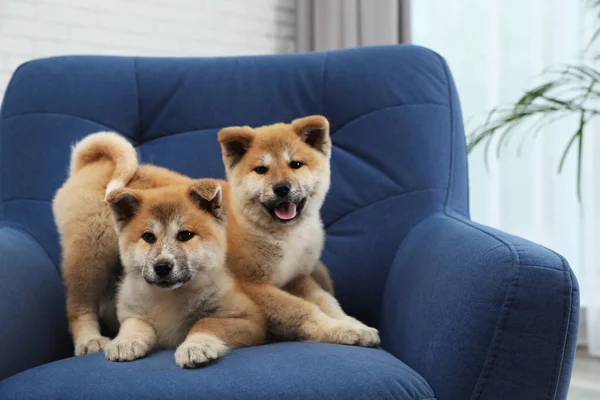 自宅のアームチェアで愛らしい秋田犬の子犬、テキストのためのスペース — ストック写真