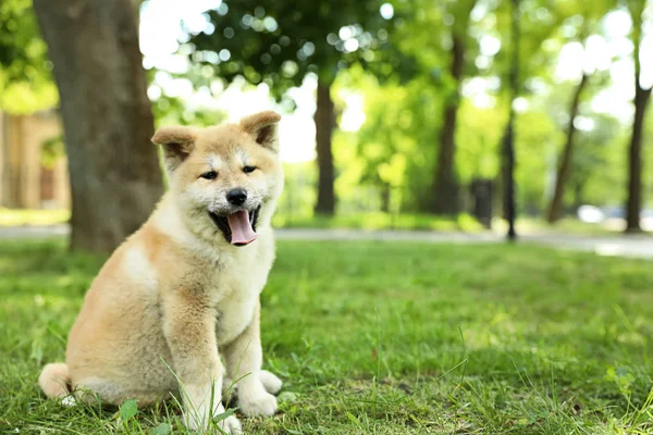 Funny bedårande Akita Inu valp tittar in i kameran i parken, utrymme för text — Stockfoto