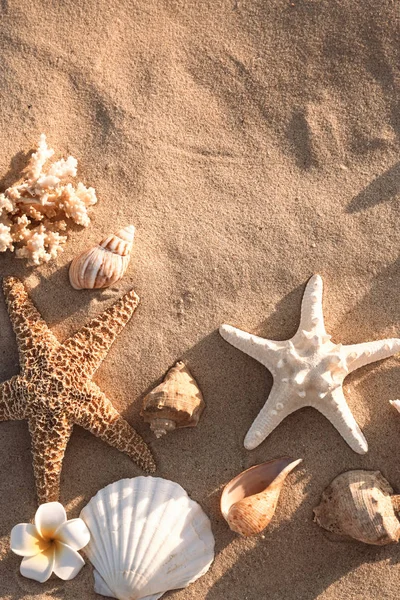 Composição plana com estrelas-do-mar e conchas na praia de areia. Espaço para texto — Fotografia de Stock