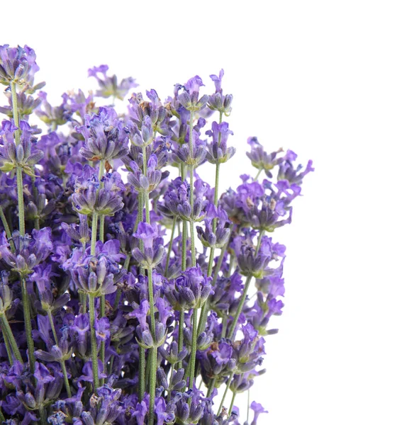 Mooie tedere lavendel bloemen op witte achtergrond, Top uitzicht — Stockfoto