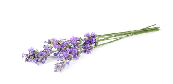 Beautiful tender lavender flowers on white background — Stock Photo, Image