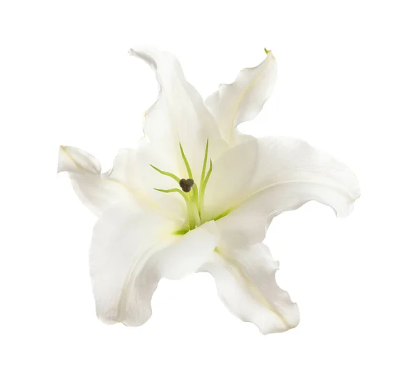 Lírio bonito no fundo branco. Flor funerária — Fotografia de Stock
