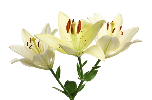 Beautiful lilies on white background. Funeral flowers — Stock Photo, Image