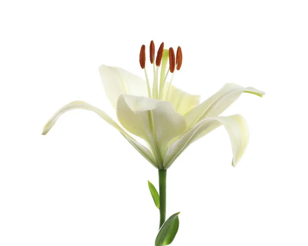 Красивая лилия на белом фоне. Похоронный цветок — стоковое фото