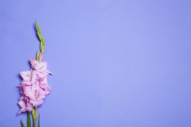 Mor arka plan üzerinde güzel gladiolus çiçekler, üst görünümü. Metin için alan