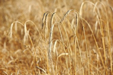 Güneşli bir gün buğday alanında spikelets. Tahıl tahıl kırpma