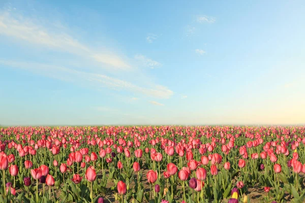 Campo com belas tulipas frescas. Flores em flor — Fotografia de Stock