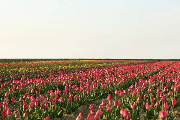 Campo com belas tulipas frescas. Flores em flor — Fotografia de Stock