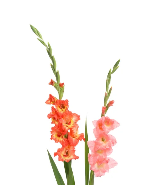Bellissimi fiori di gladiolo a colori su sfondo bianco — Foto Stock