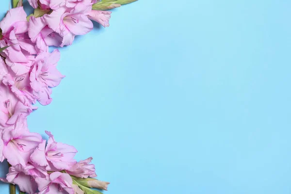 Platte lay compositie met mooie gladiolen bloemen op blauwe achtergrond. Ruimte voor tekst — Stockfoto