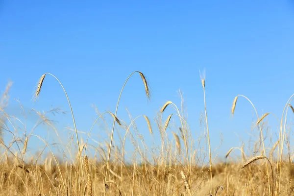 Landskap med vetefält och blå himmel. Spannmålsgrödor för spannmål — Stockfoto