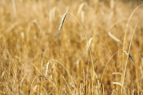 Spikelets a búza területén a napsütéses napon. Gabonaféle termés — Stock Fotó