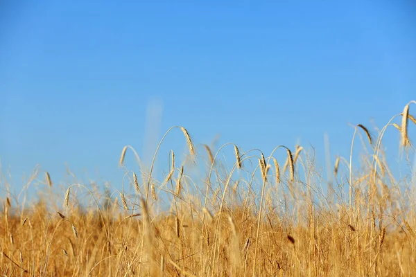 Landskap med vetefält och blå himmel. Spannmålsgrödor för spannmål — Stockfoto