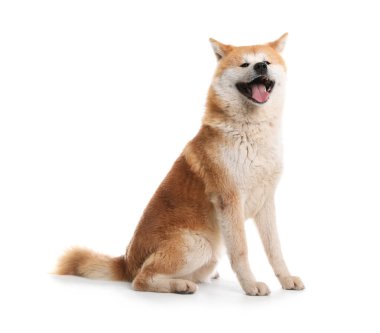 Beyaz üzerinde izole sevimli Akita Inu köpek