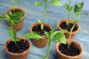 Mavi ahşap masa üzerinde turba tencere sebze fideleri