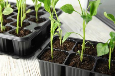 Sofrada plastik tepside sebze fideleri, yakın çekim