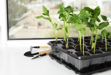 İç mekanlarda pencere fidesi ve bahçe aletleri