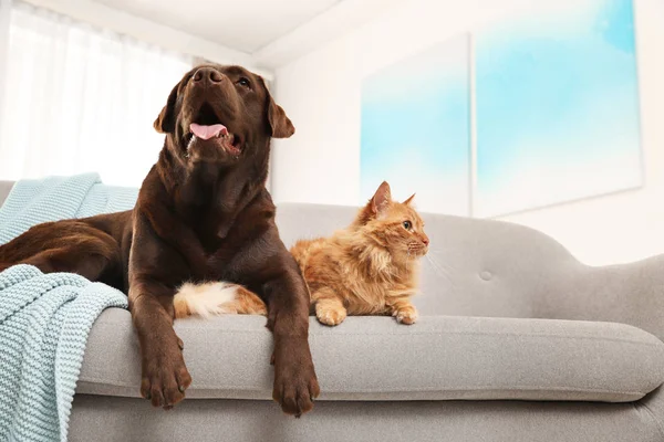 Cat and dog together on sofa indoors. Fluffy friends