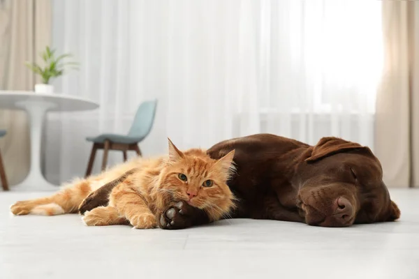 Kot i pies razem patrząc na kamerę na podłodze w pomieszczeniu. Puszyste przyjaciele — Zdjęcie stockowe