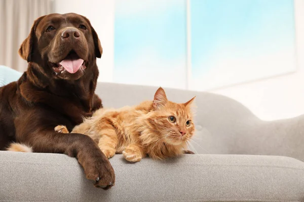 Kedi ve köpek kanepede kapalı alanda bir araya. Kabarık arkadaşlar — Stok fotoğraf