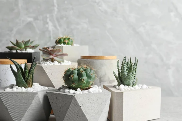 Hermosas plantas suculentas en macetas elegantes sobre la mesa sobre fondo gris. Decoración del hogar — Foto de Stock