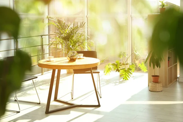 Interior kamar Trendy dengan tanaman rumah yang berbeda — Stok Foto
