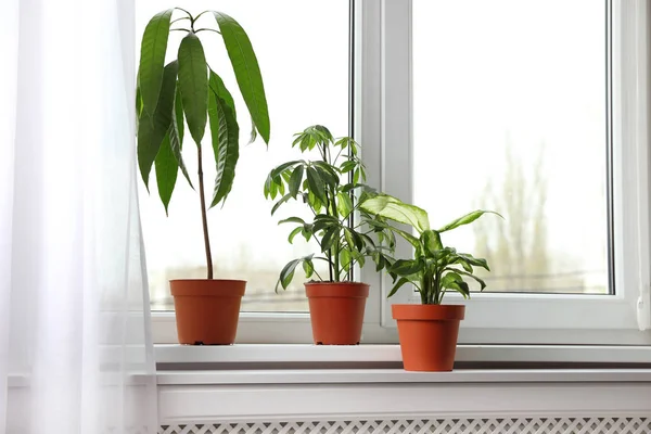 Différentes plantes d'intérieur sur le rebord de fenêtre à la maison — Photo