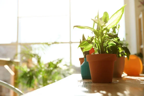 Beautiful growing home plants on wooden table indoors, space for text — Stock Photo, Image