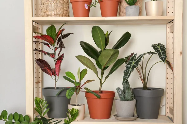 Diferentes plantas caseras en estante cerca de pared de luz — Foto de Stock