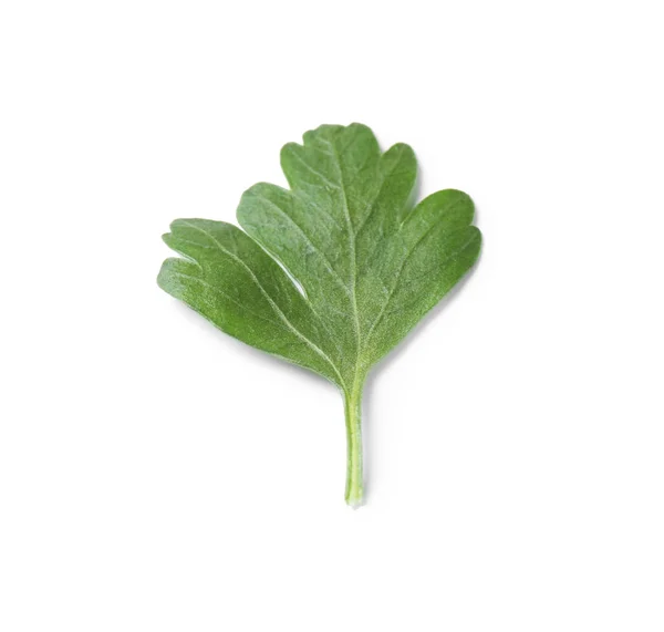 Φρέσκος πράσινος βιολογικός μαϊντανό σε λευκό φόντο — Φωτογραφία Αρχείου