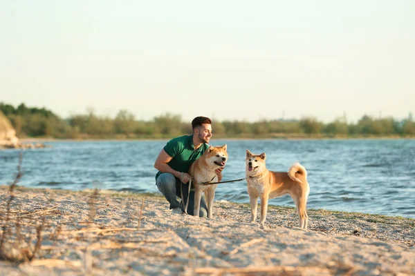 Jovem caminhando seus adoráveis cães Akita Inu perto do rio — Fotografia de Stock