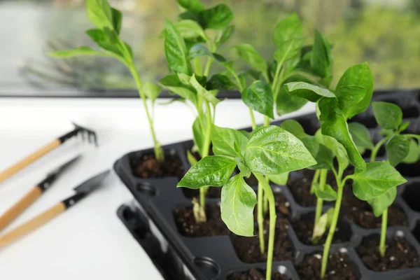 Semis de légumes sur le rebord de la fenêtre à l'intérieur, gros plan — Photo