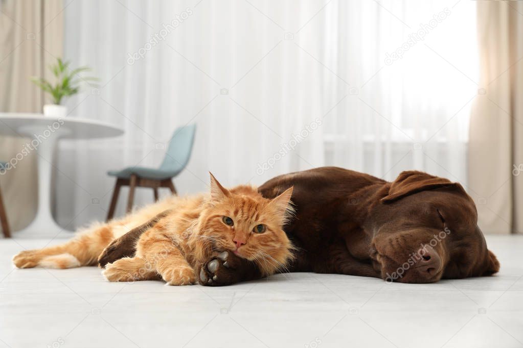 Cat and dog together looking at camera on floor indoors. Fluffy friends
