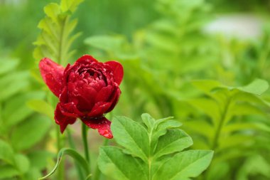 Bahçede yağmur damlaları ile güzel şakayık çiçek, closeup görünümü