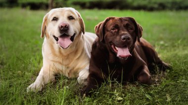 Yaz parkında yeşil çim üzerinde Sevimli Labrador Retriever köpekler