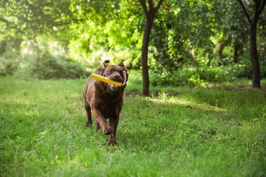Yeşil yaz parkında oyuncak ile Komik Çikolata Labrador Retriever